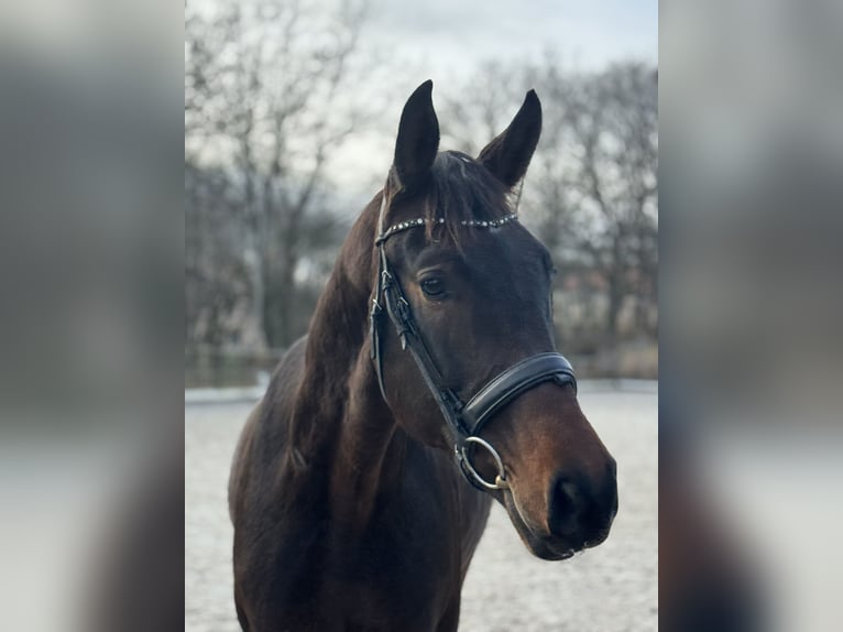 Cheval de sport polonais Hongre 4 Ans 166 cm Bai brun in Wałbrzych