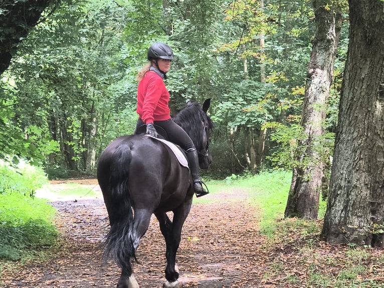 Cheval de sport polonais Hongre 4 Ans 166 cm Noir in Gorlitz
