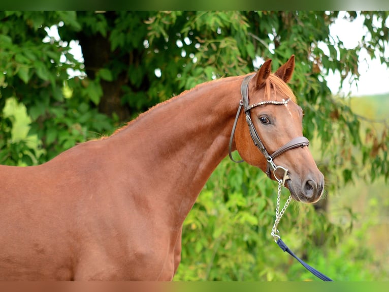 Cheval de sport polonais Hongre 4 Ans 167 cm Alezan in Siedleczek