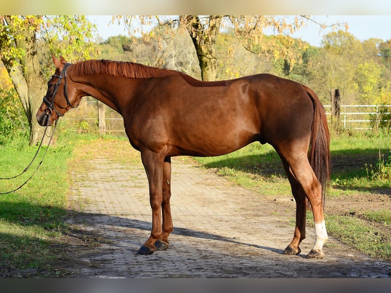 Cheval de sport polonais Hongre 4 Ans 167 cm Alezan in Siedleczek