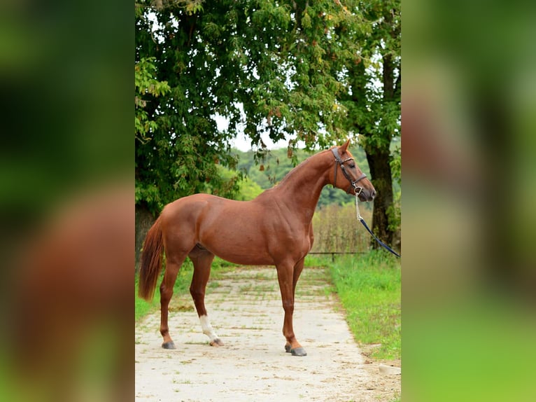 Cheval de sport polonais Hongre 4 Ans 167 cm Alezan in Siedleczek