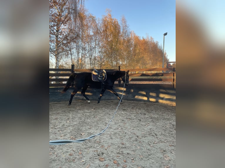 Cheval de sport polonais Hongre 4 Ans 167 cm Bai cerise in Kęty