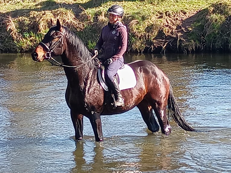 Cheval de sport polonais Hongre 4 Ans 170 cm Bai in Görlitz
