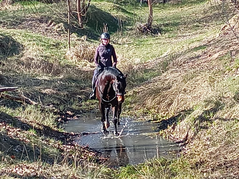 Cheval de sport polonais Hongre 4 Ans 170 cm Bai in Görlitz