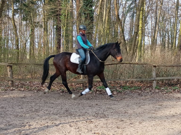 Cheval de sport polonais Hongre 4 Ans 170 cm Bai in Görlitz