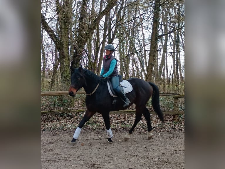 Cheval de sport polonais Hongre 4 Ans 170 cm Bai in Görlitz