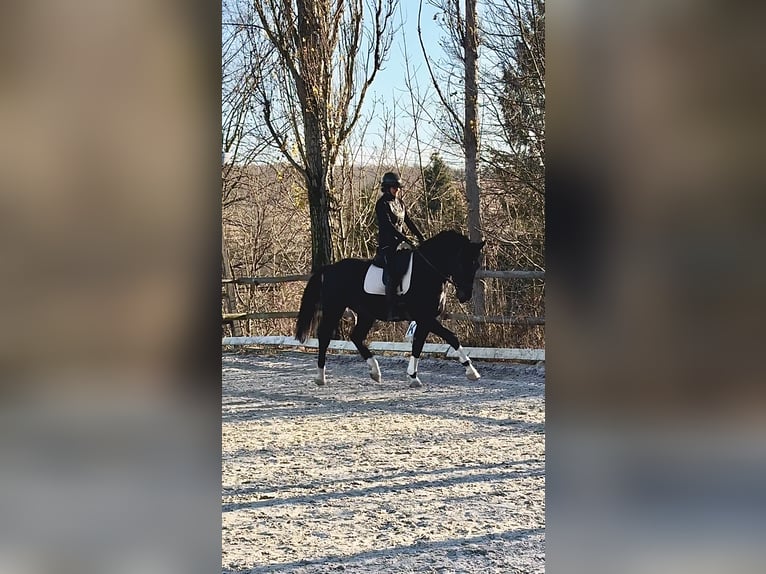 Cheval de sport polonais Hongre 4 Ans 171 cm Bai brun foncé in Wałbrzych