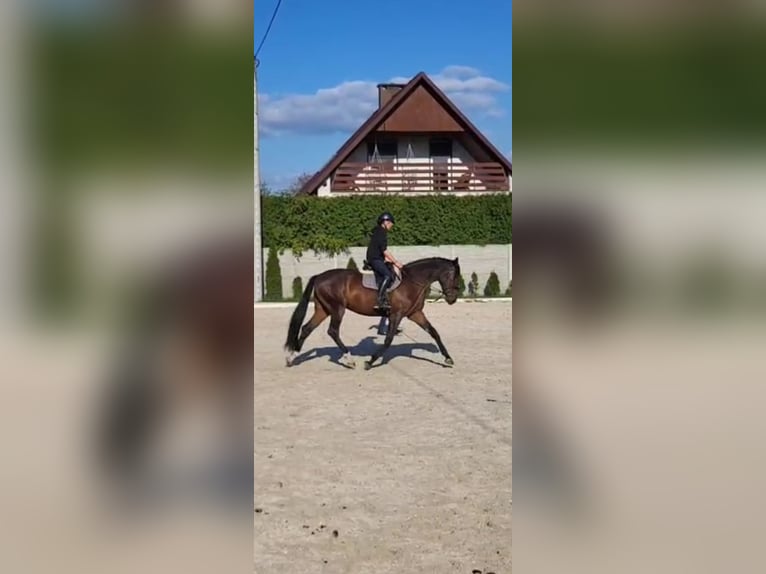 Cheval de sport polonais Hongre 4 Ans 172 cm Bai brun in Racibórz
