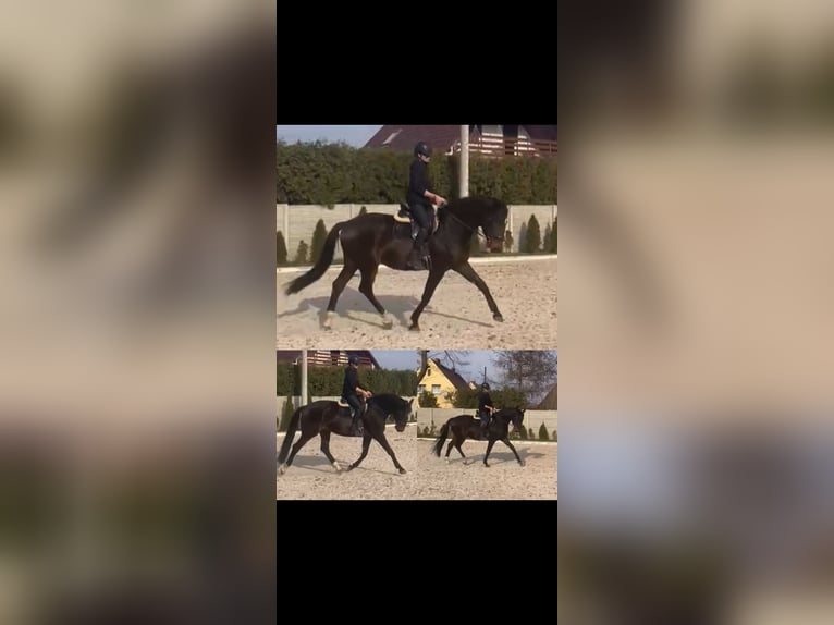 Cheval de sport polonais Hongre 4 Ans 172 cm Bai brun in Racibórz