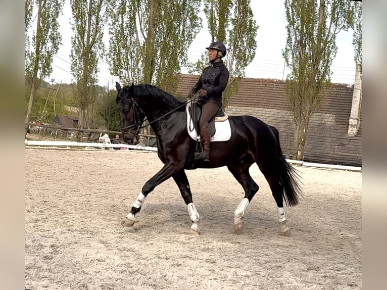 Cheval de sport polonais Hongre 4 Ans 172 cm Bai brun foncé in Wałbrzych