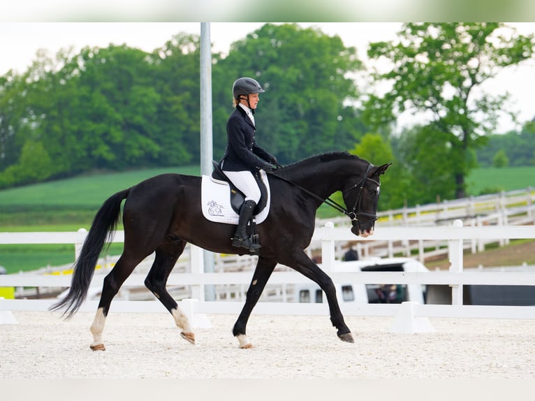 Cheval de sport polonais Hongre 4 Ans 174 cm Noir in Görlitz
