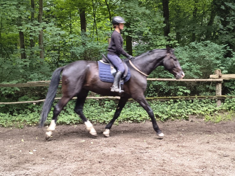 Cheval de sport polonais Hongre 4 Ans 174 cm Noir in Gorlitz