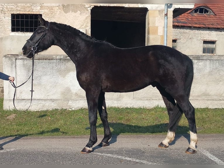 Cheval de sport polonais Hongre 4 Ans 174 cm Noir in Görlitz