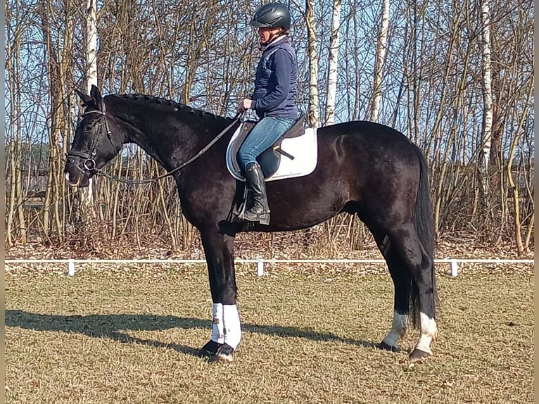 Cheval de sport polonais Hongre 4 Ans 174 cm Noir in Leszno Dolne