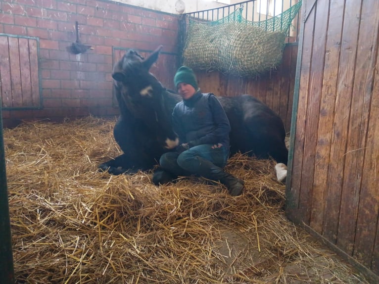 Cheval de sport polonais Hongre 4 Ans 174 cm Noir in Leszno Dolne