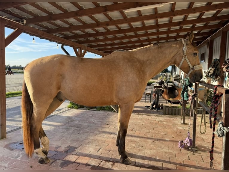 Cheval de sport polonais Hongre 4 Ans 178 cm Buckskin in Wroc&#x142;aw
