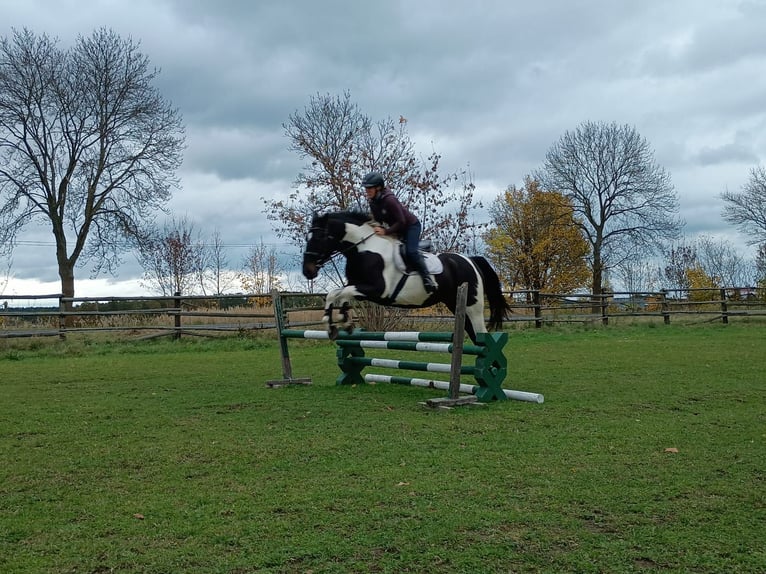 Cheval de sport polonais Hongre 5 Ans 160 cm Pinto in LESZNO DOLNE