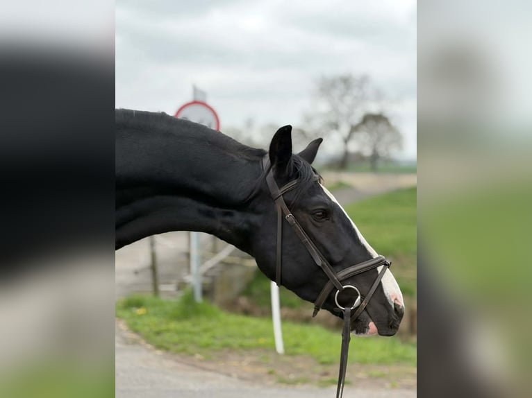 Cheval de sport polonais Hongre 5 Ans 162 cm Pinto in Chojnów