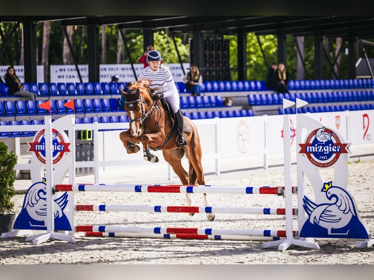 Cheval de sport polonais Hongre 5 Ans 164 cm Alezan in Witkówki