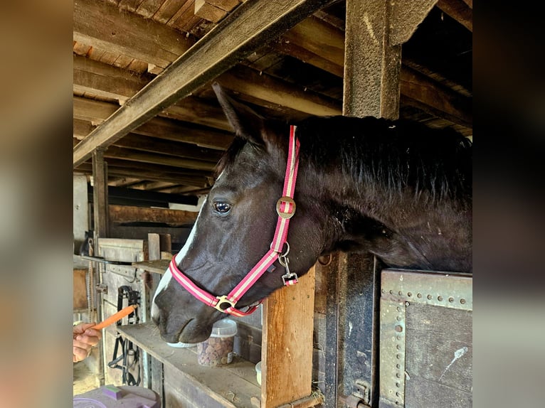Cheval de sport polonais Hongre 5 Ans 164 cm Noir in Wermelskirchen