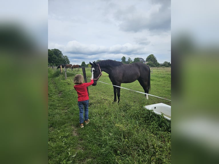 Cheval de sport polonais Hongre 5 Ans 164 cm Noir in Wermelskirchen