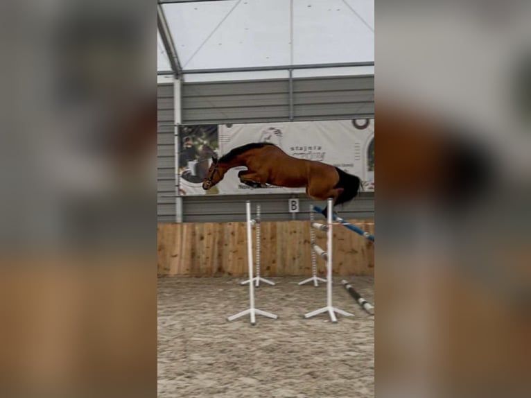 Cheval de sport polonais Hongre 5 Ans 165 cm Bai in Michałów Górny