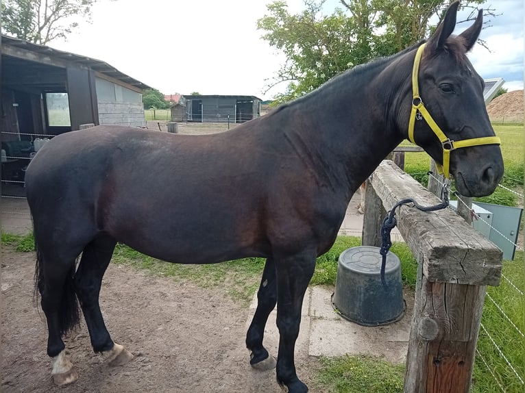 Cheval de sport polonais Hongre 5 Ans 165 cm Noir in Lehrte - Immensen