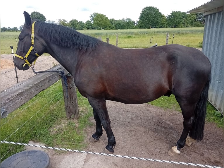 Cheval de sport polonais Hongre 5 Ans 165 cm Noir in Lehrte - Immensen