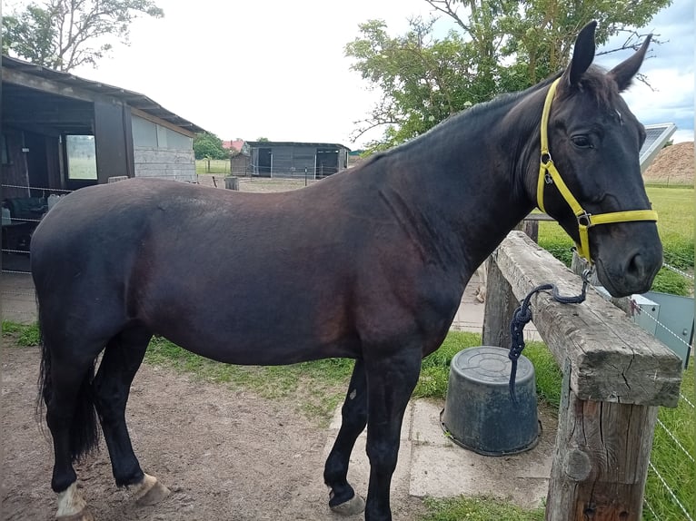Cheval de sport polonais Hongre 5 Ans 165 cm Noir in Lehrte - Immensen
