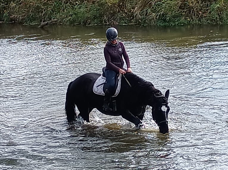 Cheval de sport polonais Hongre 5 Ans 168 cm Noir in LESZNO DOLNE