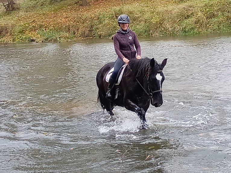 Cheval de sport polonais Hongre 5 Ans 168 cm Noir in LESZNO DOLNE