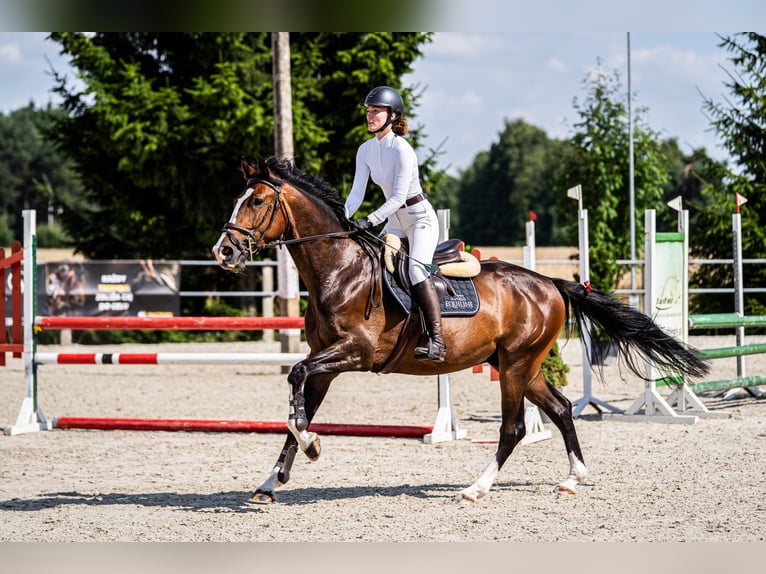 Cheval de sport polonais Hongre 5 Ans 169 cm Bai brun in Korpysy