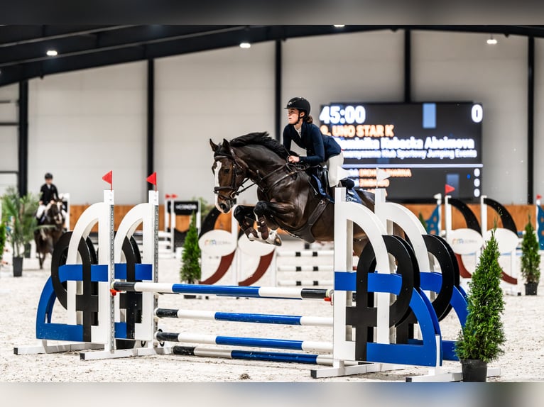 Cheval de sport polonais Hongre 5 Ans 169 cm Bai brun in Korpysy