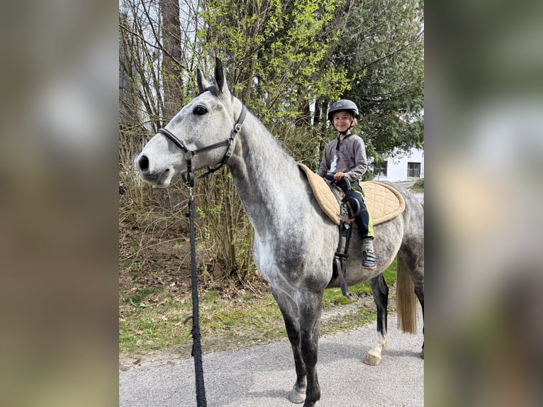 Cheval de sport polonais Hongre 5 Ans 169 cm Gris pommelé in Dorfen