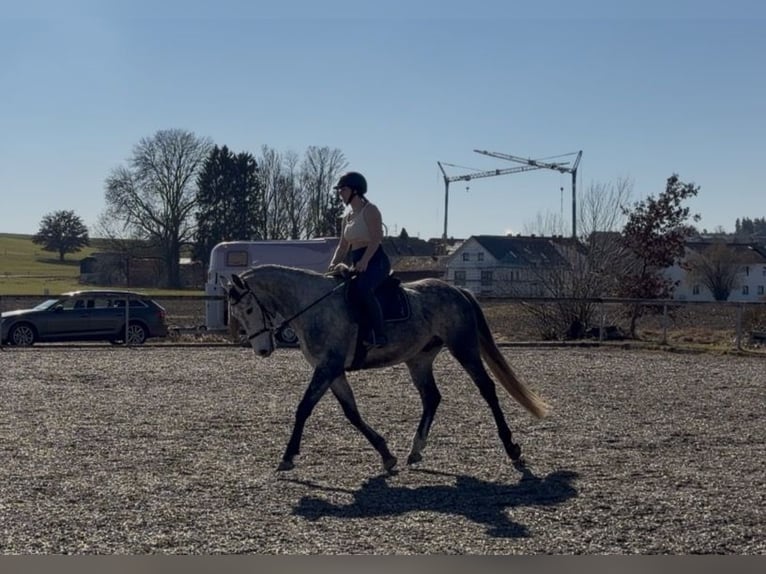 Cheval de sport polonais Hongre 5 Ans 169 cm Gris pommelé in Dorfen