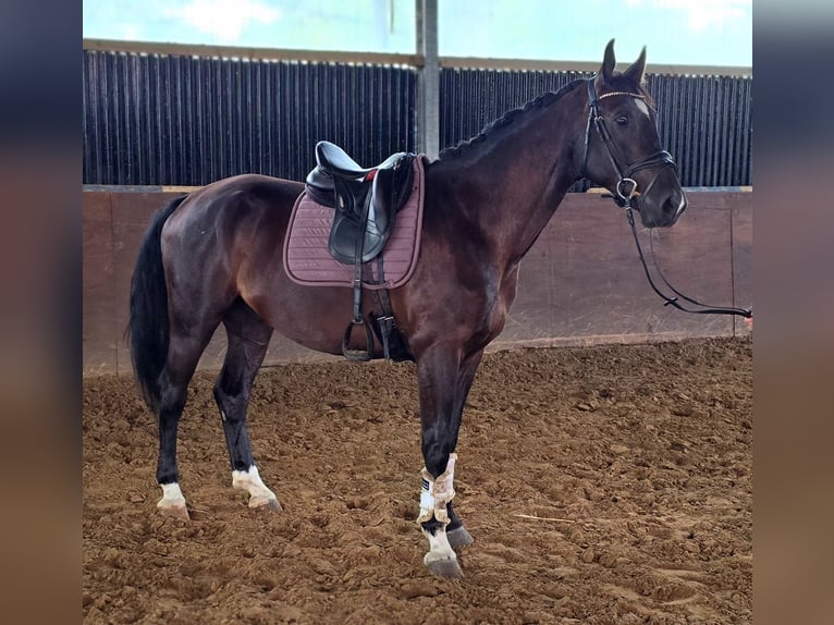 Cheval de sport polonais Hongre 5 Ans 170 cm Noir in Warendorf