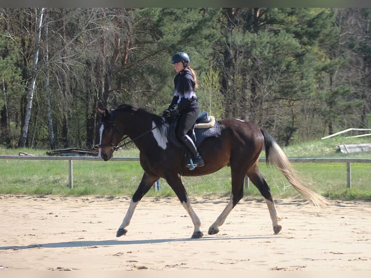 Cheval de sport polonais Hongre 5 Ans 170 cm Pinto in Santok