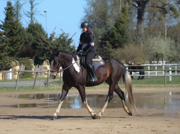 Cheval de sport polonais Hongre 5 Ans 170 cm Pinto in Santok