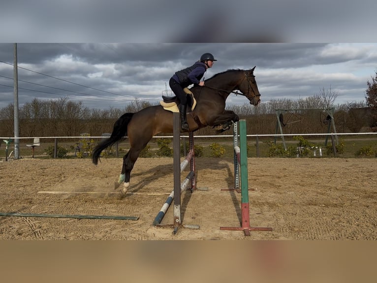 Cheval de sport polonais Hongre 5 Ans 172 cm Bai brun in Kicin