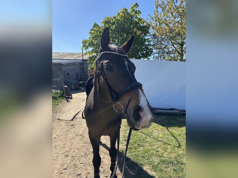 Cheval de sport polonais Hongre 5 Ans 172 cm Bai brun in Kicin