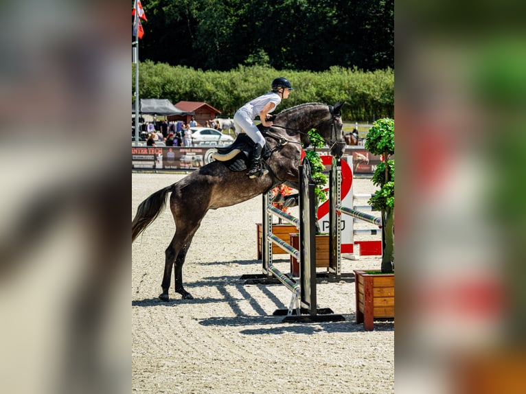 Cheval de sport polonais Hongre 5 Ans 175 cm Gris in Lubin