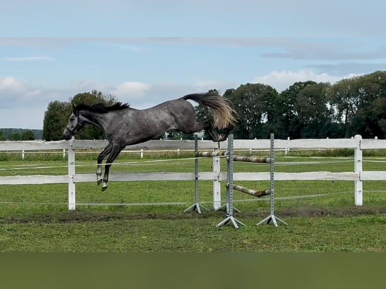 Cheval de sport polonais Hongre 5 Ans 175 cm Rouan bleu in Santok