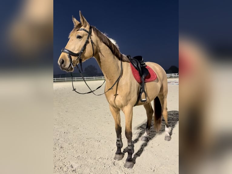 Cheval de sport polonais Hongre 5 Ans 178 cm Buckskin in Wrocław