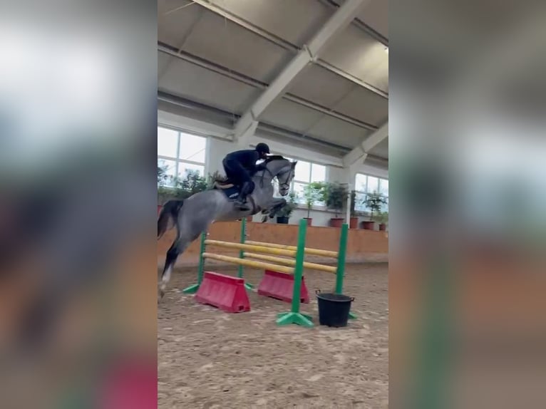 Cheval de sport polonais Hongre 5 Ans 180 cm Gris in Zaręby