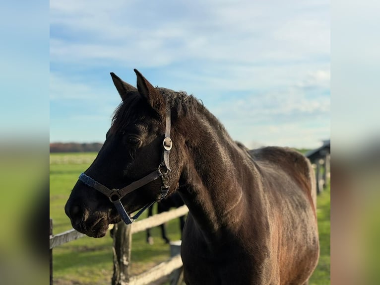 Cheval de sport polonais Hongre 6 Ans 160 cm Noir in Eggerm&#xFC;hlen OT Bockraden