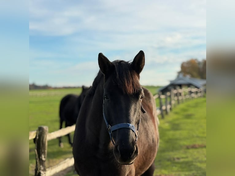 Cheval de sport polonais Hongre 6 Ans 160 cm Noir in Eggerm&#xFC;hlen OT Bockraden