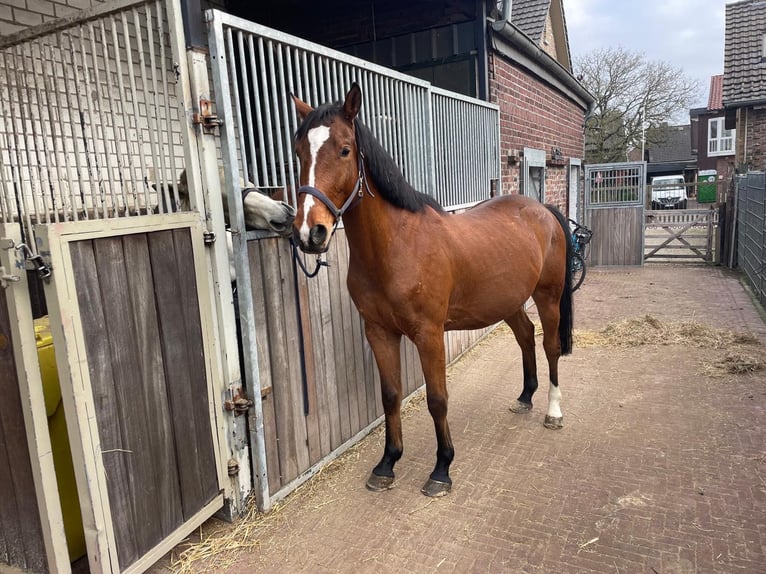 Cheval de sport polonais Hongre 6 Ans 161 cm Bai in Schwalmtal