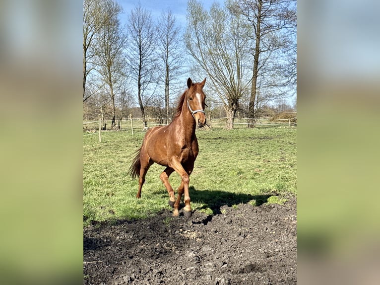Cheval de sport polonais Hongre 6 Ans 163 cm Alezan in Go&#x15B;cimiec