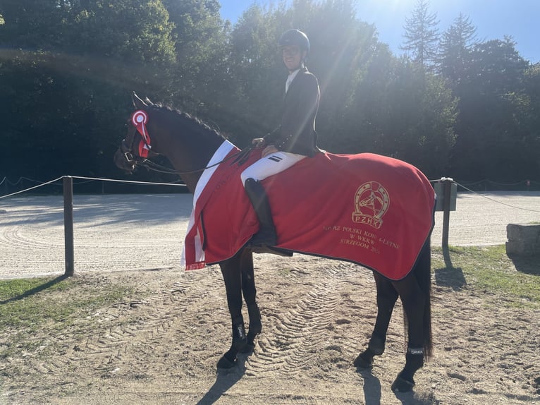 Cheval de sport polonais Hongre 6 Ans 167 cm Bai cerise in Koszalin