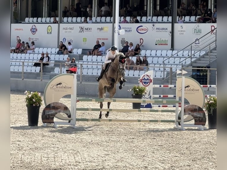 Cheval de sport polonais Hongre 6 Ans 170 cm Gris in Bydgoszcz